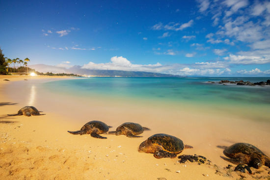 Picture of 2024 Giants Vacation in Paradise